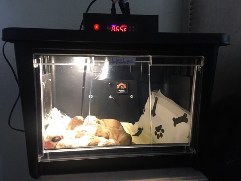 Lifeline Pet Incubator Puppies Kittens for Sale in Los Angeles, CA