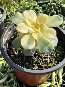 Succulents Plants 4”pot