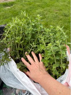 Pending Free must come today mint , chives Rosemary, sage, fennel, oregano