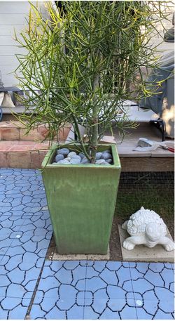 Large Green Ceramic Planter with Euphorbia Plant