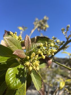 Avocado Trees, Guava Trees, Palm Etc.  Will Plant For You. 