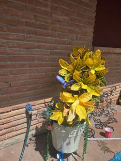 Beautiful mature Croton plants