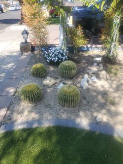 cactus 45 50 pounds $100 each