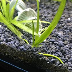 Aquarium Plant 