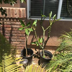 Plumerias Plants