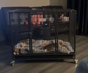 Kennels