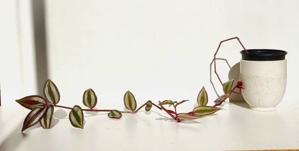 Lush Trailing Deep Purple Tradescantia Zebrina Plant/ House Plant/ Indoor Plant Flower Patio Garden