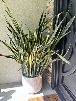 Large Pot and snake plants