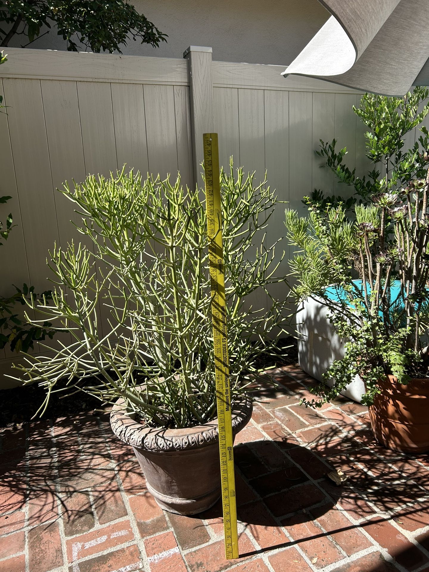 Concrete Pot with fire stick Plant