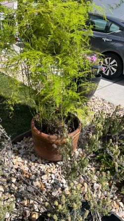 Fern