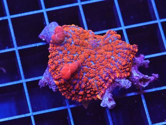 Mushroom Coral 