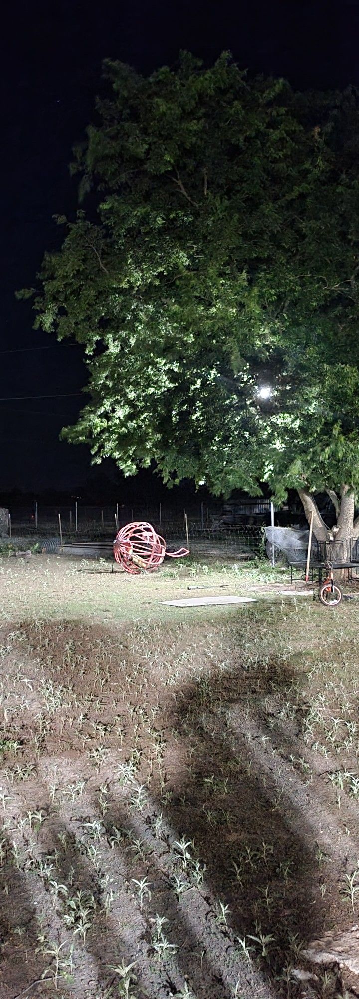 Borregos