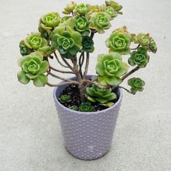 Succulents plants 🪴 