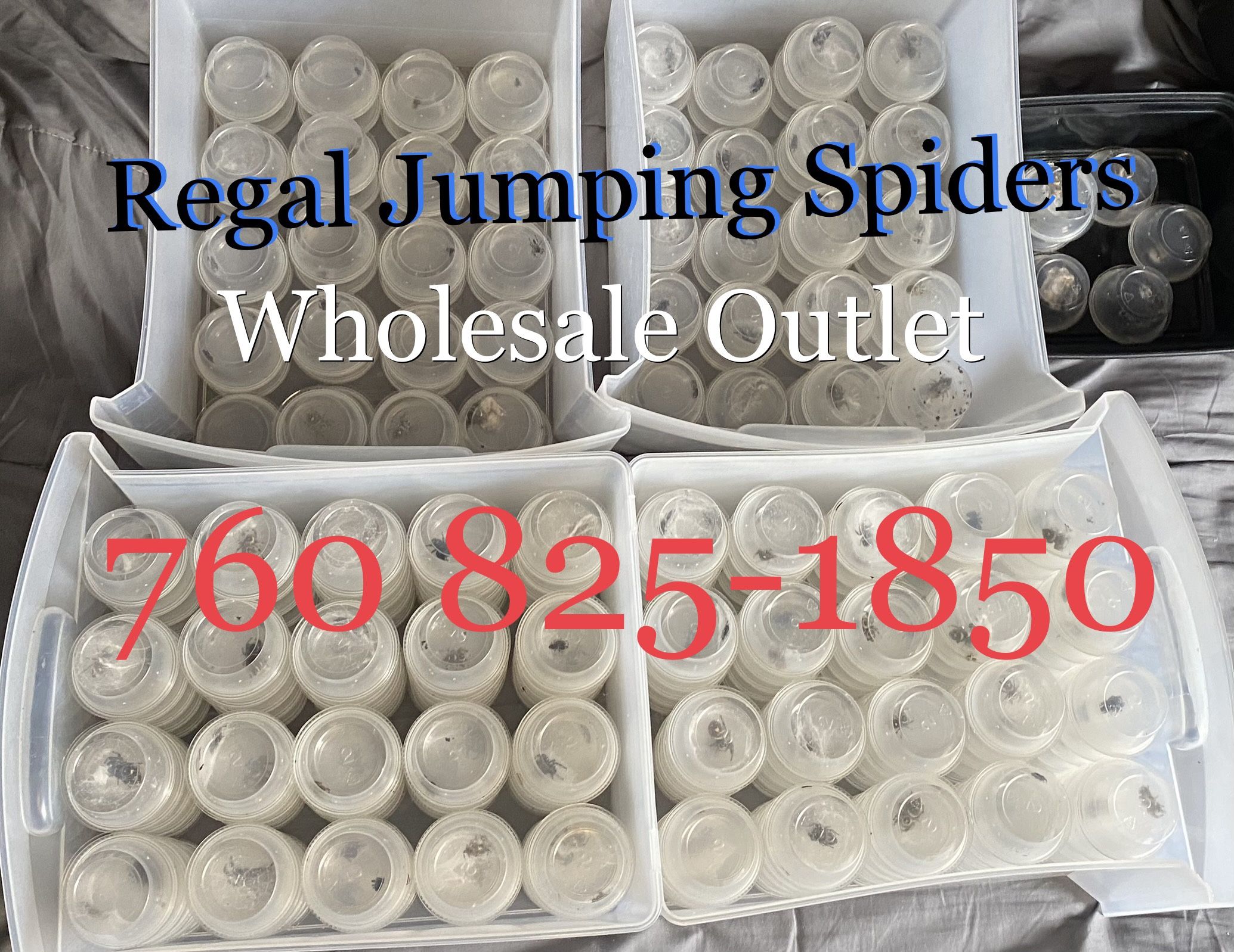 Regal Jumping Spiders