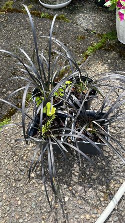 Black mondo grass