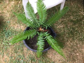 Fern