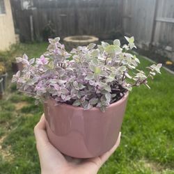 Beautiful Healthy Pink Panther Plant