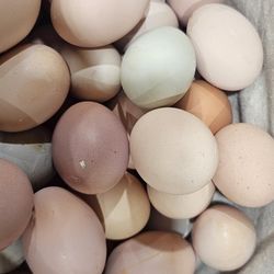 Huevos Frescos Orgánico A 6.00 La Docena 