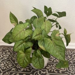 Syngonium Plants 