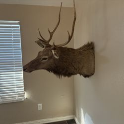 WESTERN DECOR ELK TULE BULL…Issue In Nose 