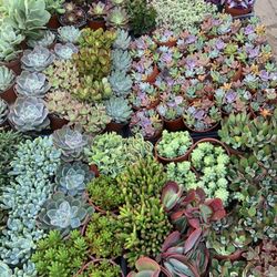 Premium Succulents- 2 And 4 Inch