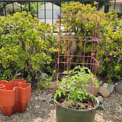 Giant 4.5' Tall Jade Plants - Instant Hedge!