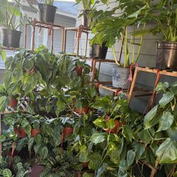 Tons Of Houseplants Or Indoor Plants For Sale
