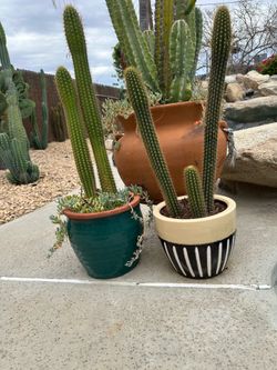 Cactus in pots