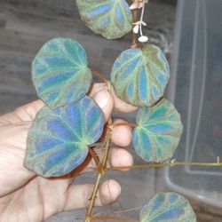 Begonia sarawak