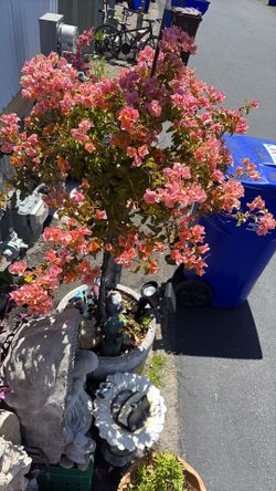 Bugambilia  with a ceramic outdoor plante pot for sale