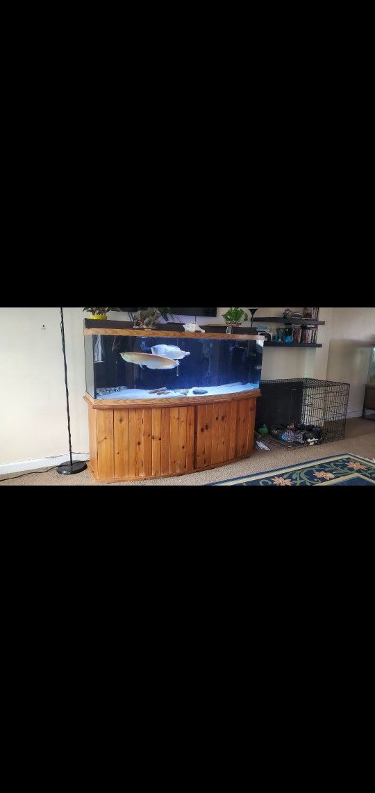 155 Gallon Bowfront Fish Tank