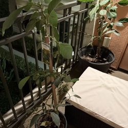2 Potted Avocado Trees – Healthy & Growing – $50 for Both 