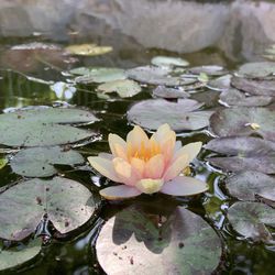Water lily Plant With Pot