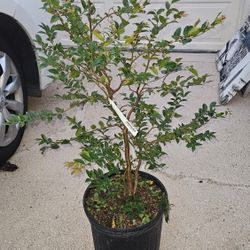 3 gallons Jaboticaba Fruit Tree 34" H