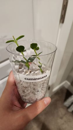 Cumingiana hoya