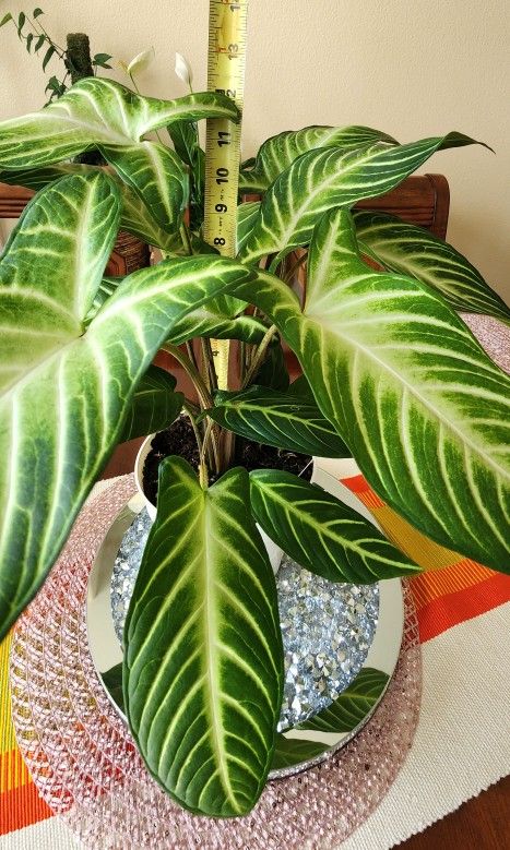 🌿Xanthosoma (Caladium Lindenii)🌿🌿