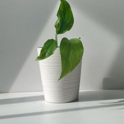 Rare Aroid Variegated Monstera Lechleriana Plant/ House Plant/ Indoor Plant  Flower Patio Garden