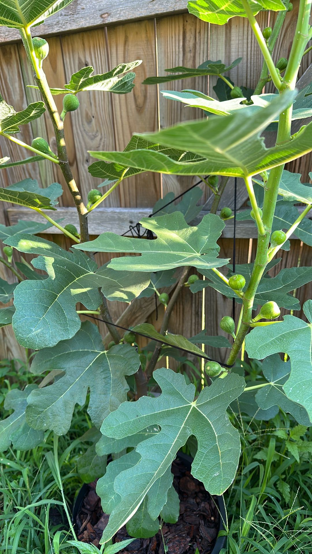 Fig Plants And Blackberry Plants for Sale