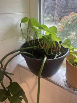 Golden Pothos Plant in Pot — Live Trailing Houseplant