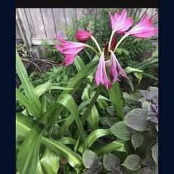 Big Pink Spider Lily Plants 3 Gallon Fully Grown