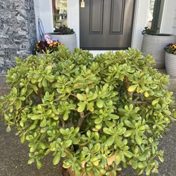 Jade plant