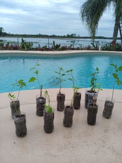 Fragrant Purple Passion Flower Fruit Vine Plant $5 Each - Deltona, Fl Pickup