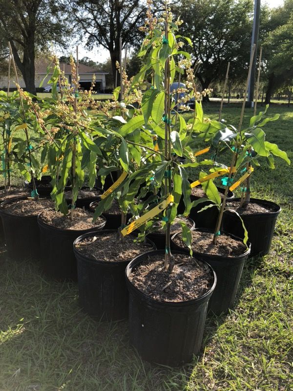 Julie Mango Trees for Sale in Winter Garden, FL OfferUp