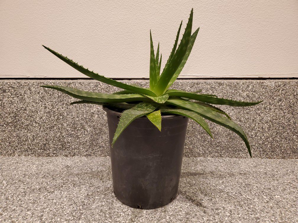 Soap Aloe Plant 