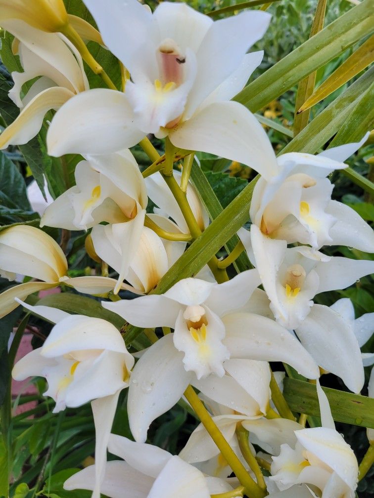 Huge Orchid Plant ( Simply Cymbidium)
