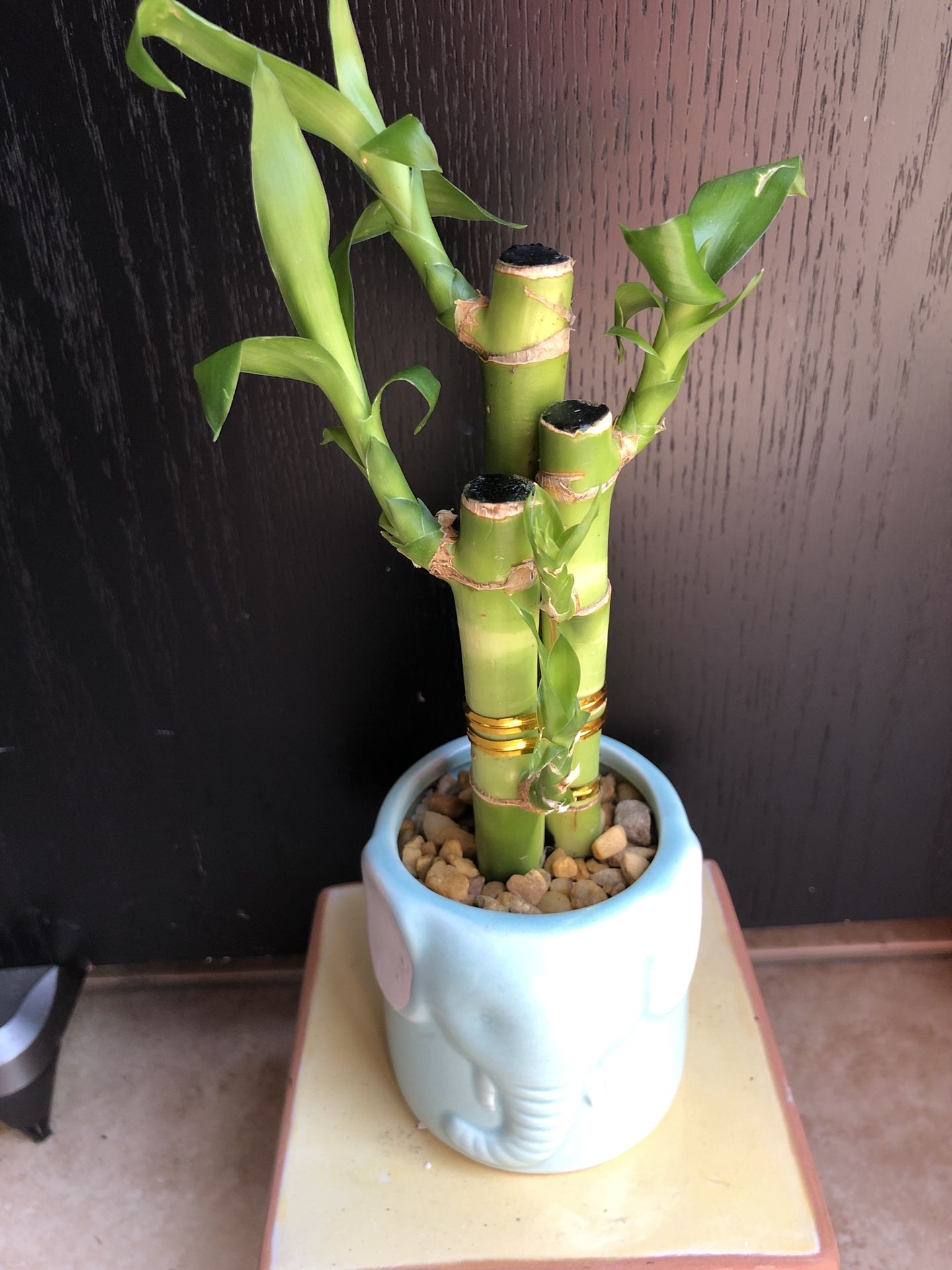 Lucky Bamboo With Nice Ceramic Vase Live Plant Indoor