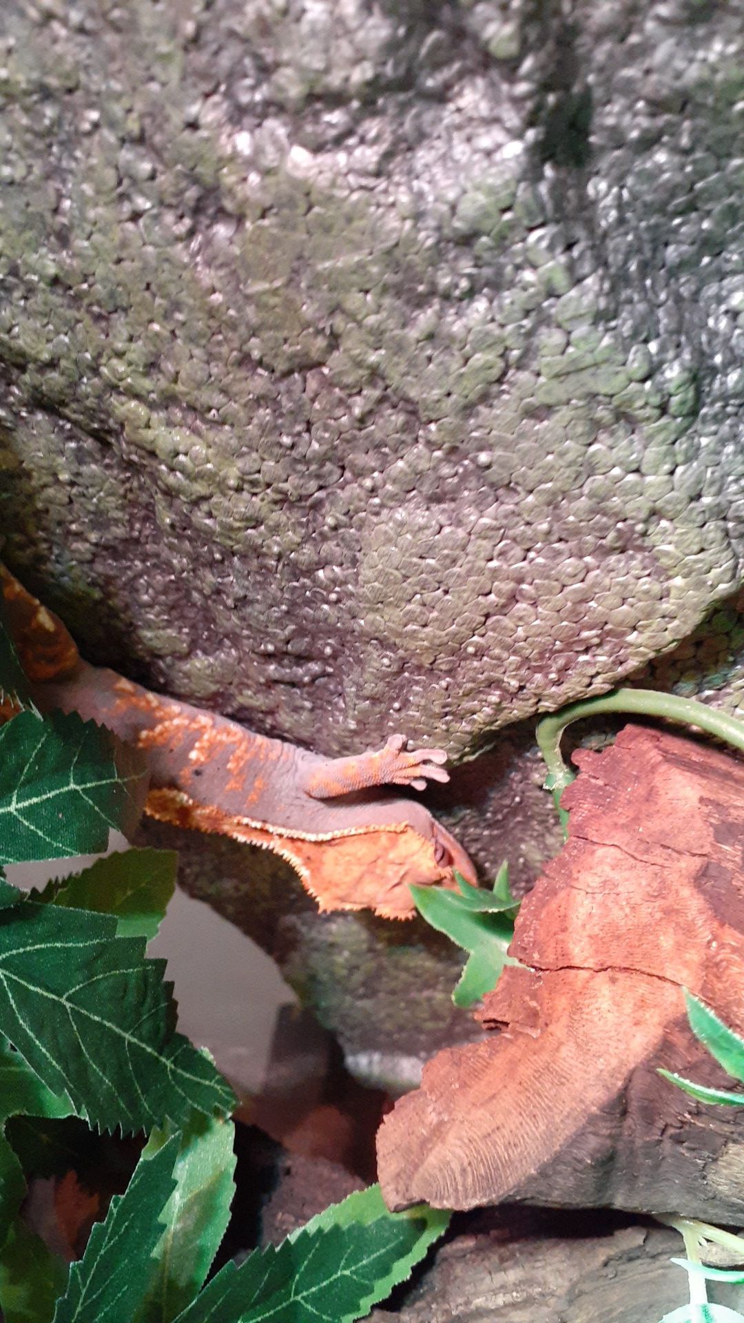 Crested gecko enclosure!!