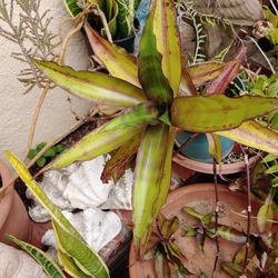 Callisia fragans Herbal Plant one rosette Cutting