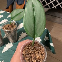 Moonlight Pothos 🪴 (3 available )