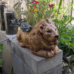 Succulent With Ceramic Lion Pot
